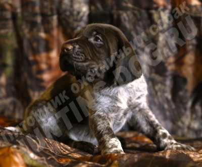 Щенок дратхаар